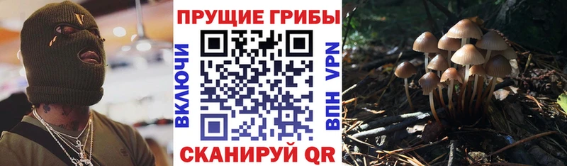 Купить  Луза  Псилоцибиновые грибы MAGIC MUSHROOMS 